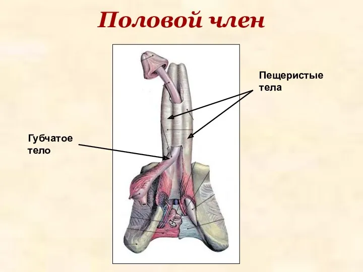 Половой член Губчатое тело Пещеристые тела