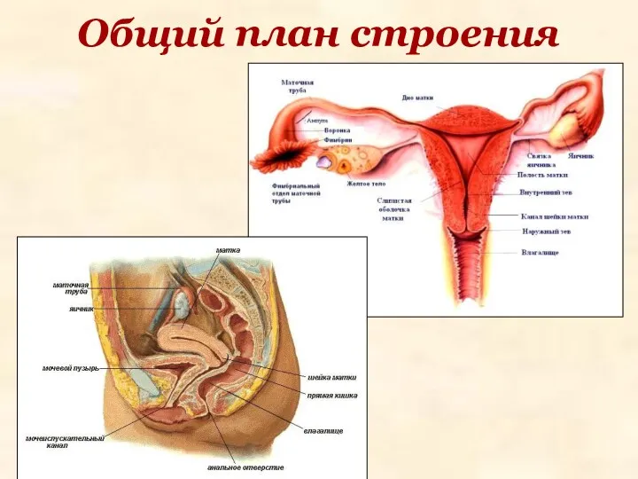 Общий план строения