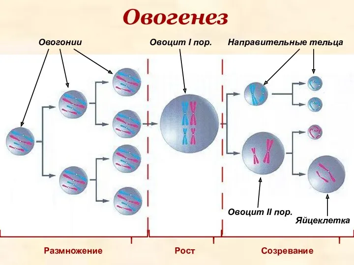 Овогенез Овогонии Овоцит I пор. Овоцит II пор. Направительные тельца Размножение Созревание Рост Яйцеклетка