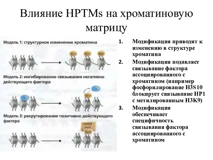 Влияние HPTMs на хроматиновую матрицу Модификация приводит к изменению в