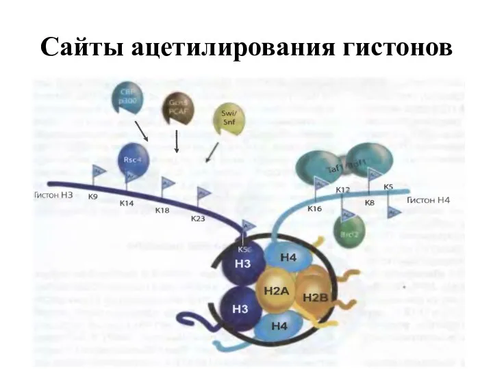 Сайты ацетилирования гистонов