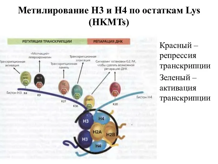 Метилирование Н3 и Н4 по остаткам Lys (HKMTs) Красный – репрессия транскрипции Зеленый – активация транскрипции