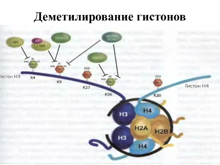 Деметилирование гистонов