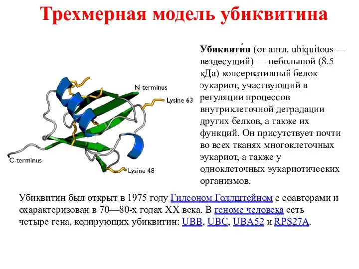 Трехмерная модель убиквитина Убиквити́н (от англ. ubiquitous — вездесущий) —