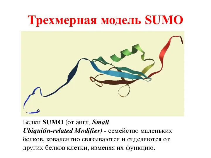 Трехмерная модель SUMO Белки SUMO (от англ. Small Ubiquitin-related Modifier)