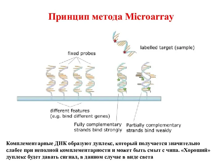 Принцип метода Microarray Комплементарные ДНК образуют дуплекс, который получается значительно