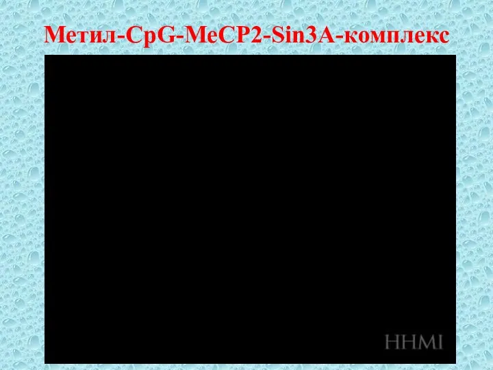 Метил-CpG-MeCP2-Sin3A-комплекс