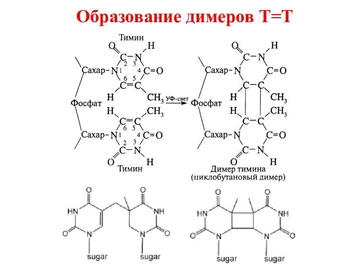 Образование димеров Т=Т