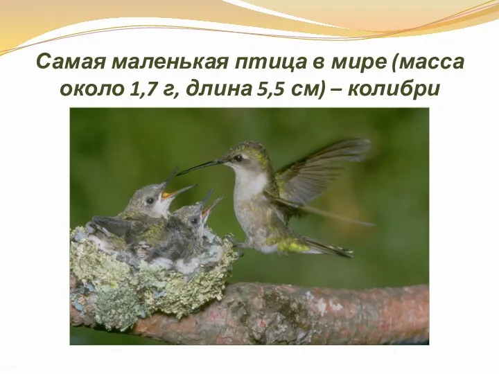 Самая маленькая птица в мире (масса около 1,7 г, длина 5,5 см) – колибри