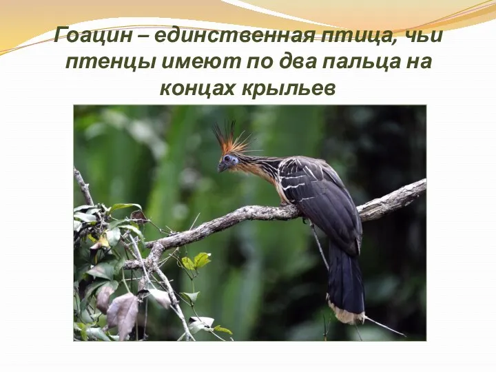 Гоацин – единственная птица, чьи птенцы имеют по два пальца на концах крыльев