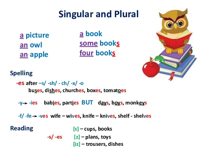 Singular and Plural a picture an owl an apple a