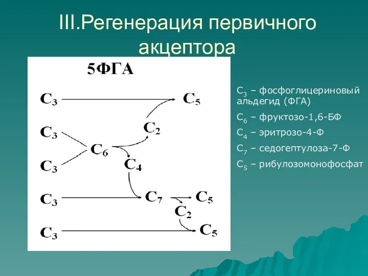 III.Регенерация первичного акцептора С3 – фосфоглицериновый альдегид (ФГА) С6 –