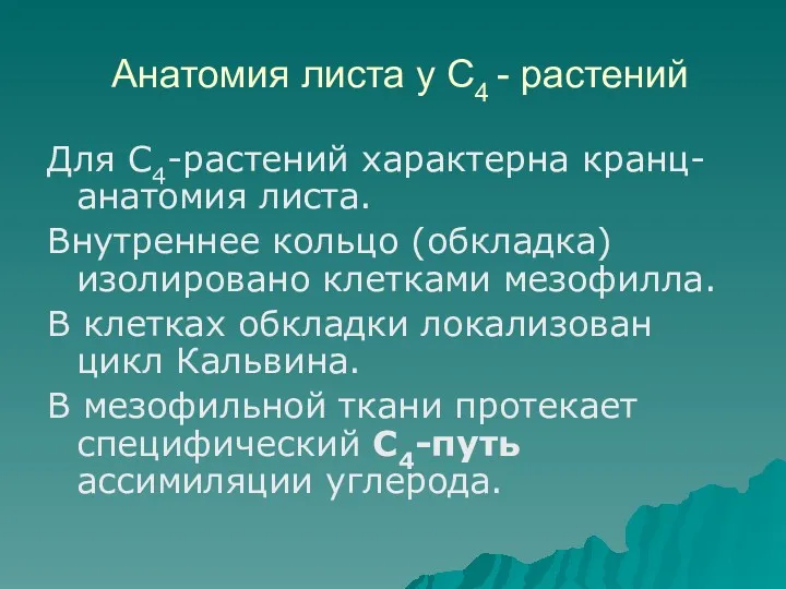 Анатомия листа у С4 - растений Для С4-растений характерна кранц-анатомия