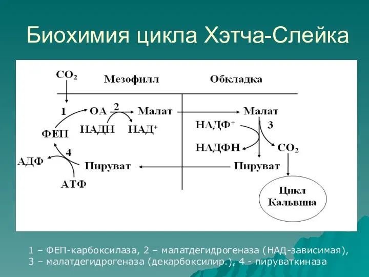 Биохимия цикла Хэтча-Слейка 1 – ФЕП-карбоксилаза, 2 – малатдегидрогеназа (НАД-зависимая),