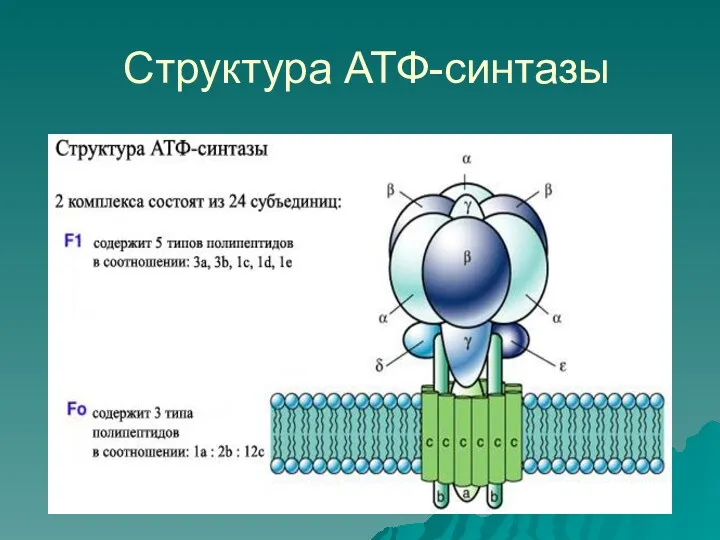 Структура АТФ-синтазы