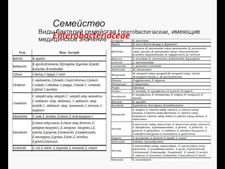 Семейство Enterobacteriaceae Виды бактерий семейства Enterobacteriaceae, имеющие медицинское значение