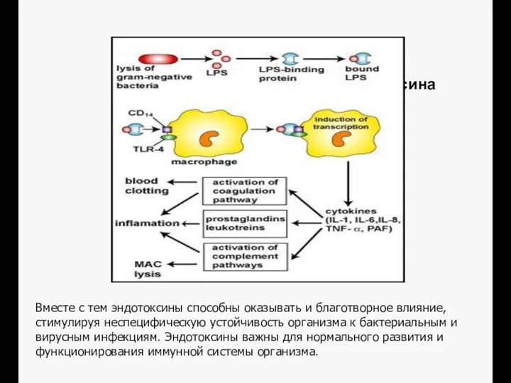 Физиологические эффекты эндотоксина Вместе с тем эндотоксины способны оказывать и