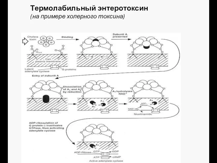 Термолабильный энтеротоксин (на примере холерного токсина)