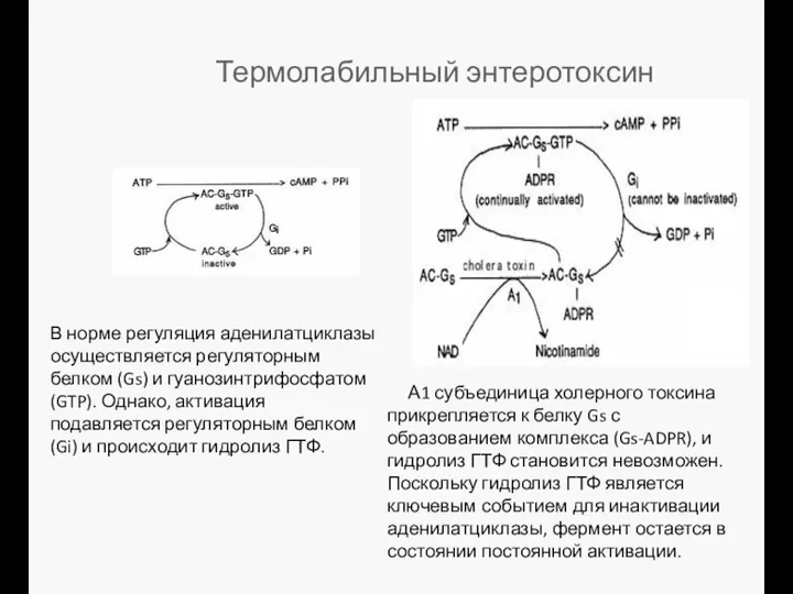 Термолабильный энтеротоксин В норме регуляция аденилатциклазы осуществляется регуляторным белком (Gs)