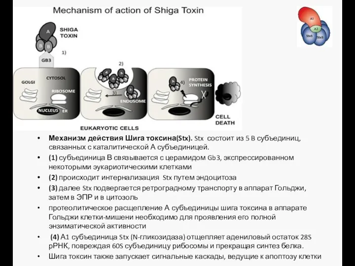 Механизм действия Шига токсина(Stx). Stx состоит из 5 B субъединиц,