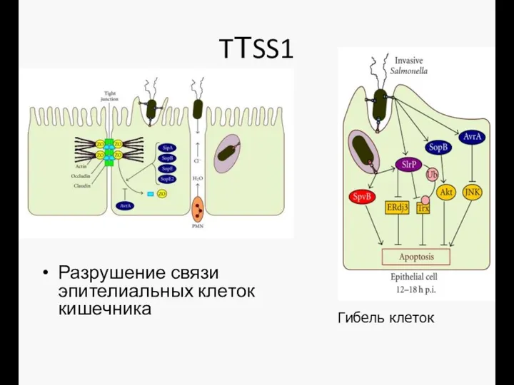 TТSS1 Разрушение связи эпителиальных клеток кишечника Гибель клеток