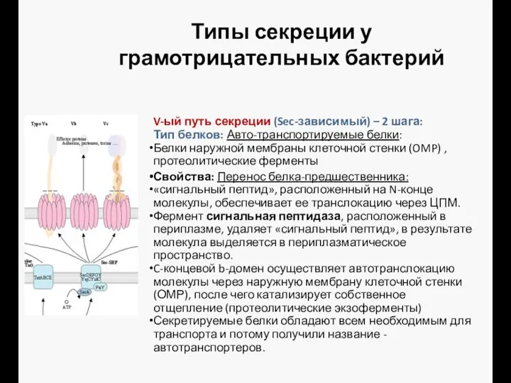 Типы секреции у грамотрицательных бактерий V-ый путь секреции (Sec-зависимый) –