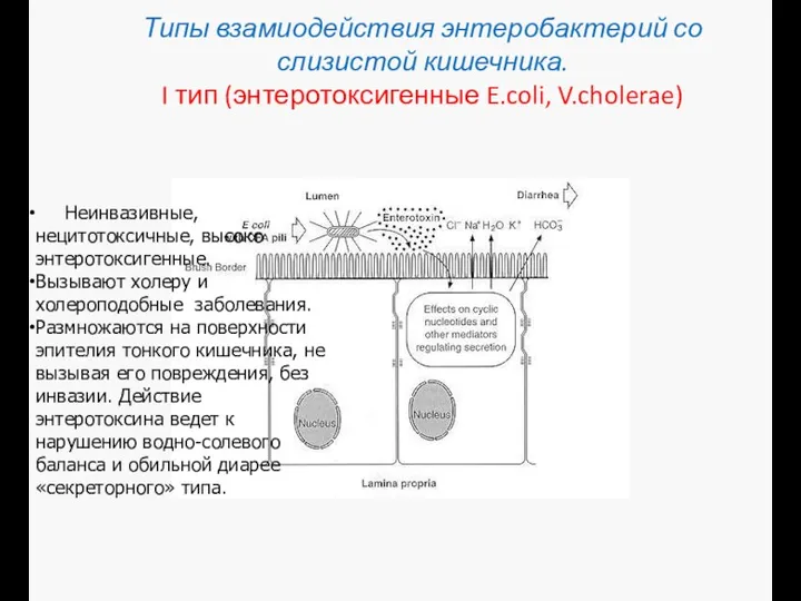 Типы взамиодействия энтеробактерий со слизистой кишечника. I тип (энтеротоксигенные E.coli,