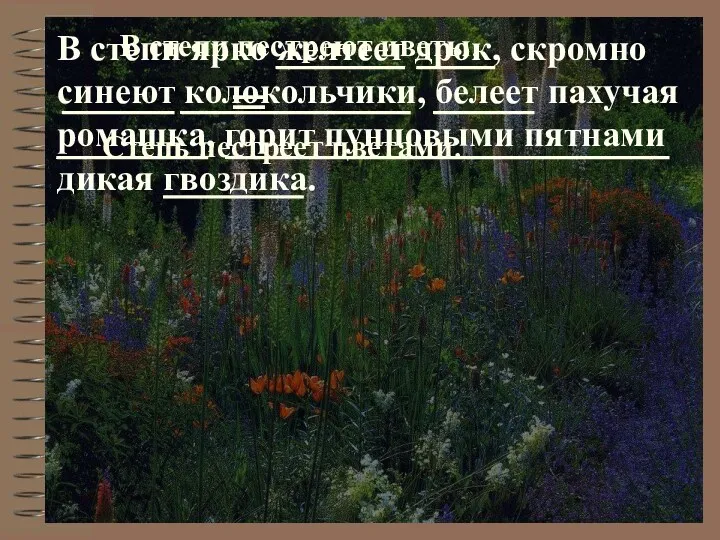 В степи ярко желтеет дрок, скромно синеют колокольчики, белеет пахучая