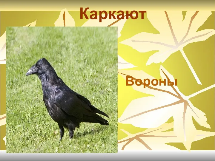 Каркают Вороны