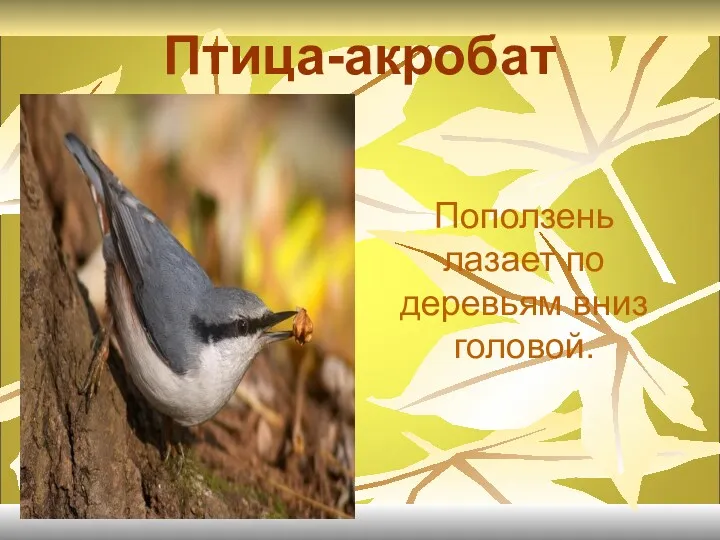 Птица-акробат Поползень лазает по деревьям вниз головой.