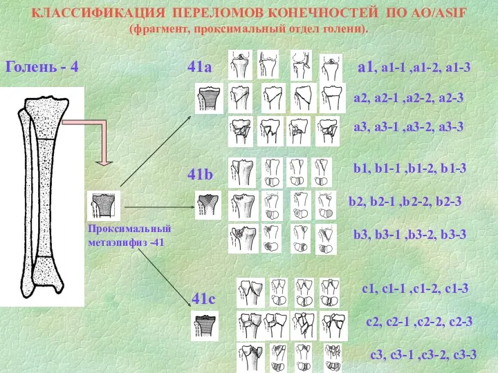 КЛАССИФИКАЦИЯ ПЕРЕЛОМОВ КОНЕЧНОСТЕЙ ПО AO/ASIF (фрагмент, проксимальный отдел голени). Голень