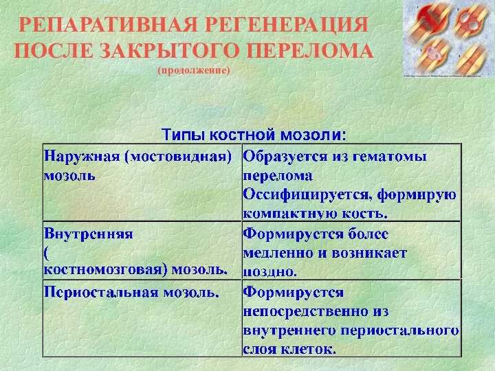 РЕПАРАТИВНАЯ РЕГЕНЕРАЦИЯ ПОСЛЕ ЗАКРЫТОГО ПЕРЕЛОМА (продолжение)