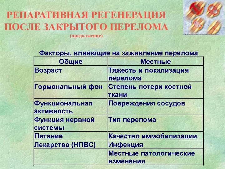 РЕПАРАТИВНАЯ РЕГЕНЕРАЦИЯ ПОСЛЕ ЗАКРЫТОГО ПЕРЕЛОМА (продолжение)