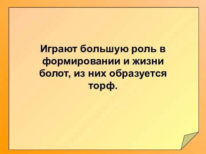 Это одни из самых первых групп растений, произрастающих на суше.