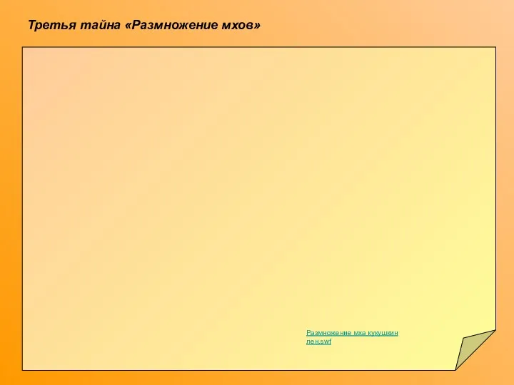 Третья тайна «Размножение мхов» Размножение мха кукушкин лен.swf