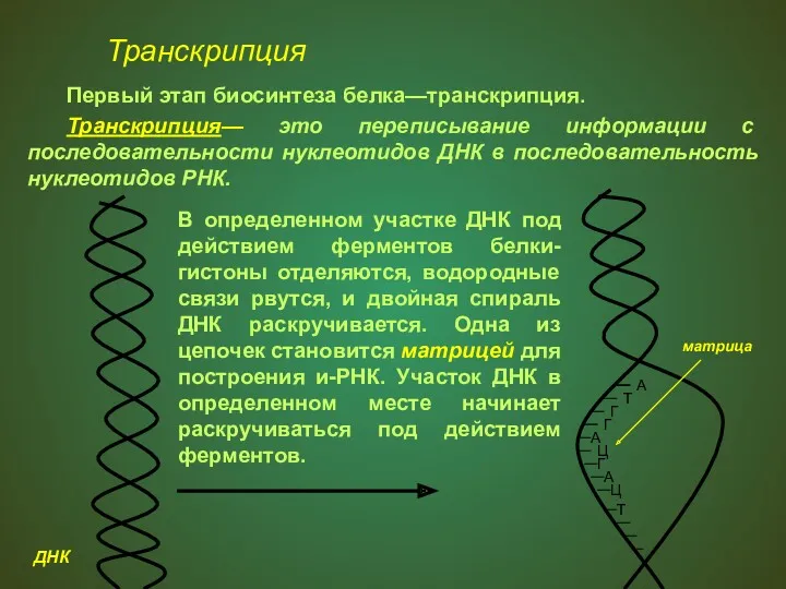 Транскрипция Первый этап биосинтеза белка—транскрипция. Транскрипция— это переписывание информации с