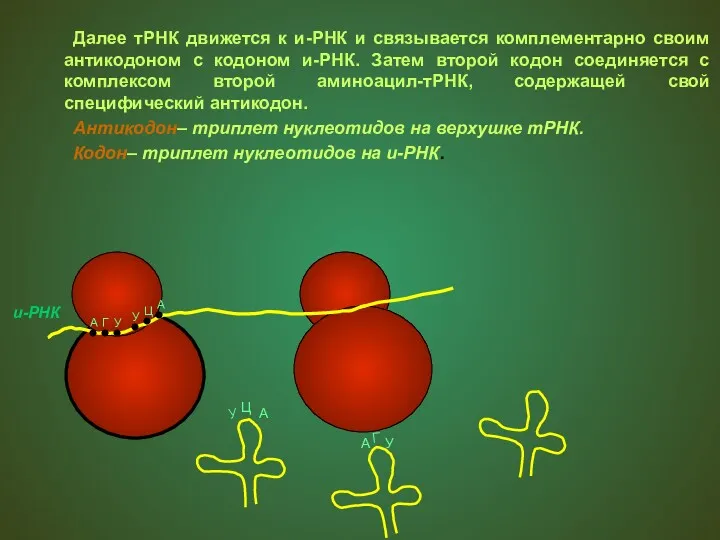 Далее тРНК движется к и-РНК и связывается комплементарно своим антикодоном