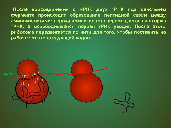 После присоединения к мРНК двух тРНК под действием фермента происходит