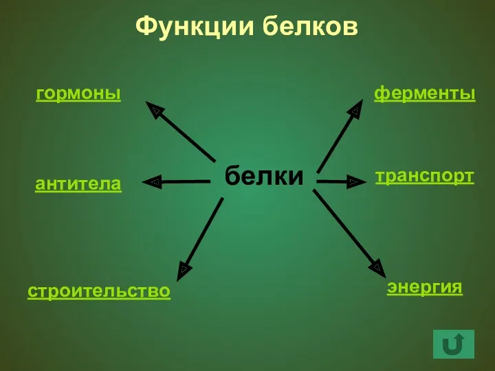 белки транспорт ферменты строительство антитела гормоны энергия Функции белков