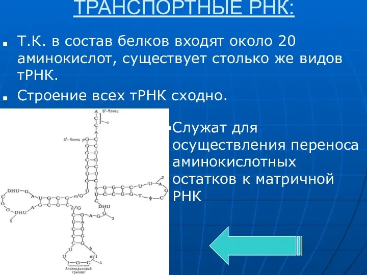 ТРАНСПОРТНЫЕ РНК: Т.К. в состав белков входят около 20 аминокислот,