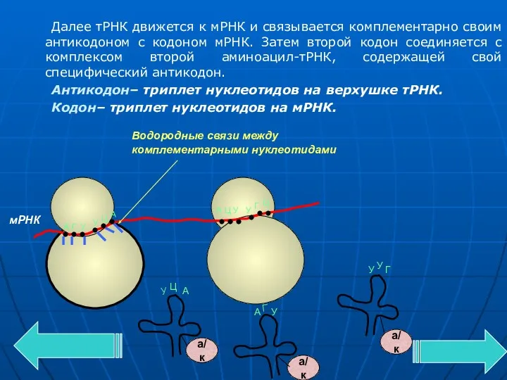 Далее тРНК движется к мРНК и связывается комплементарно своим антикодоном