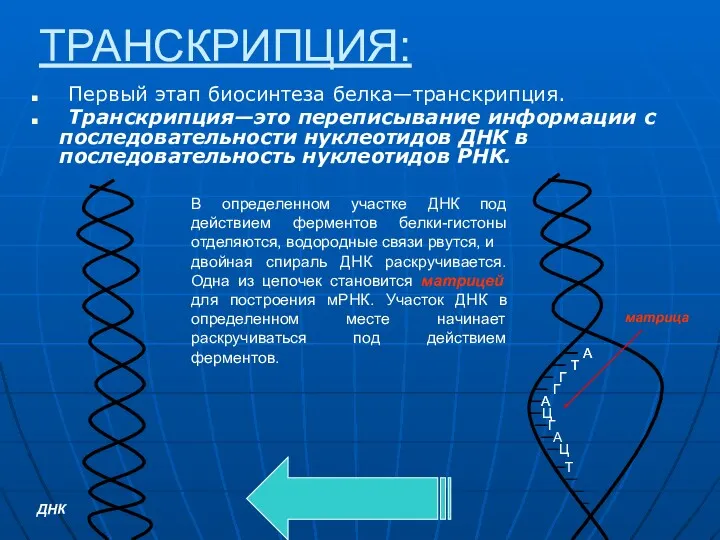 ТРАНСКРИПЦИЯ: Первый этап биосинтеза белка—транскрипция. Транскрипция—это переписывание информации с последовательности