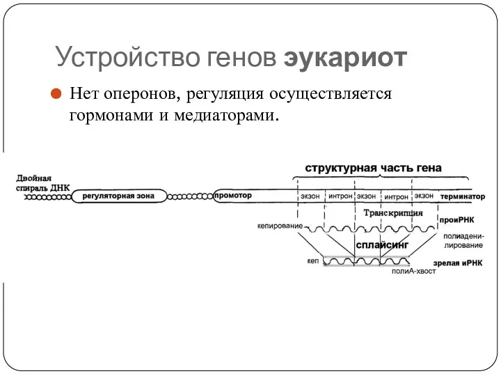 Устройство генов эукариот Нет оперонов, регуляция осуществляется гормонами и медиаторами.