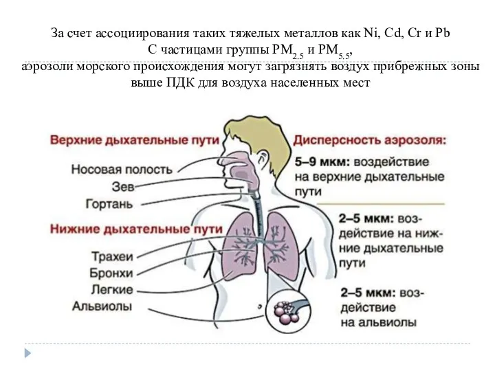 За счет ассоциирования таких тяжелых металлов как Ni, Cd, Cr и Pb С