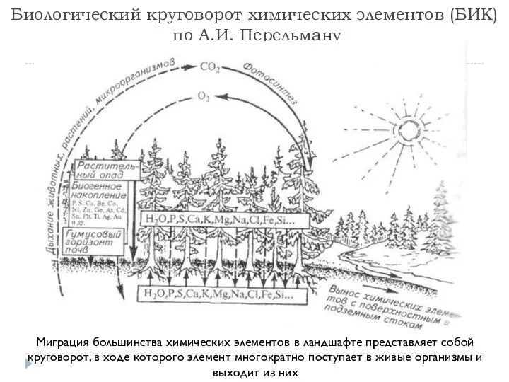 Биологический круговорот химических элементов (БИК) по А.И. Перельману Миграция большинства химических элементов в