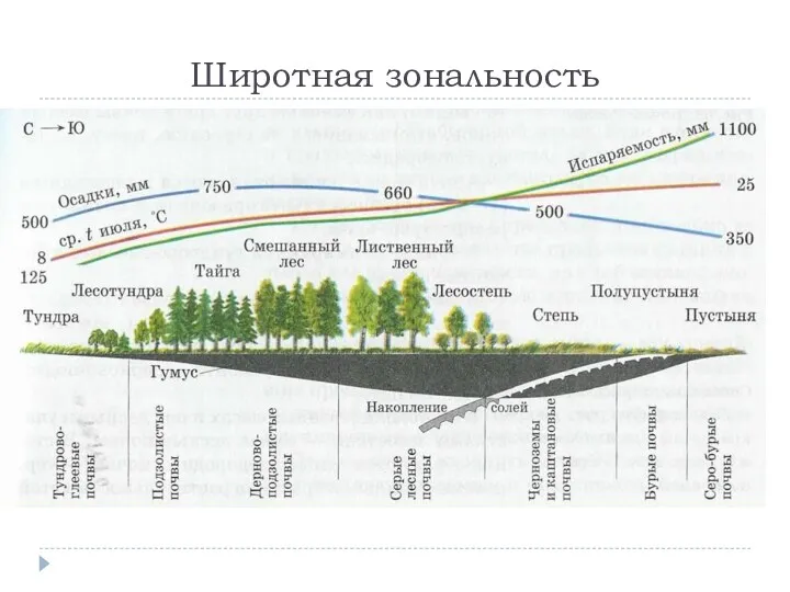 Широтная зональность