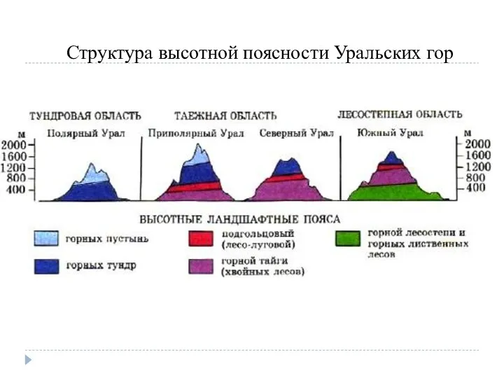 Структура высотной поясности Уральских гор