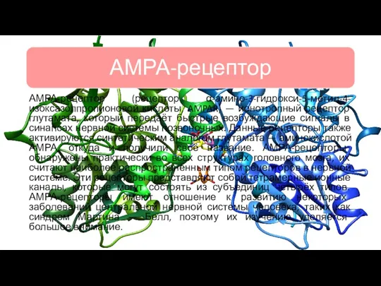 АМРА-рецептор (рецептор α-амино-3-гидрокси-5-метил-4-изоксазолпропионовой кислоты, AMPAR) — ионотропный рецептор глутамата, который