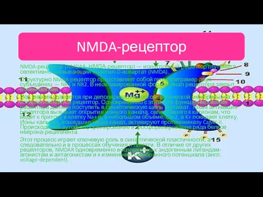 NMDA-рецептор (NMDAR; НМДА-рецептор) — ионотропный рецептор глутамата, селективно связывающий N-метил-D-аспартат