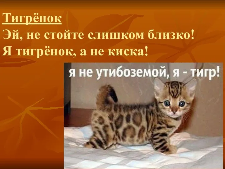 Тигрёнок Эй, не стойте слишком близко! Я тигрёнок, а не киска!